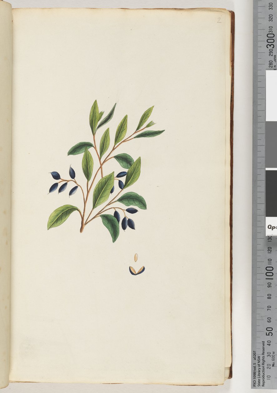 Sayfa 2. Tanımlanamayan bitki by Unknown artist