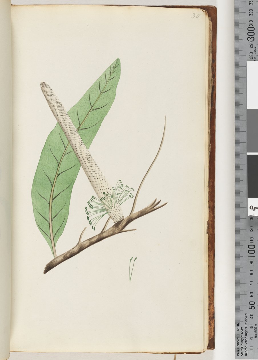 Sayfa 30. Bir Banksia Fabrikası by Unknown artist