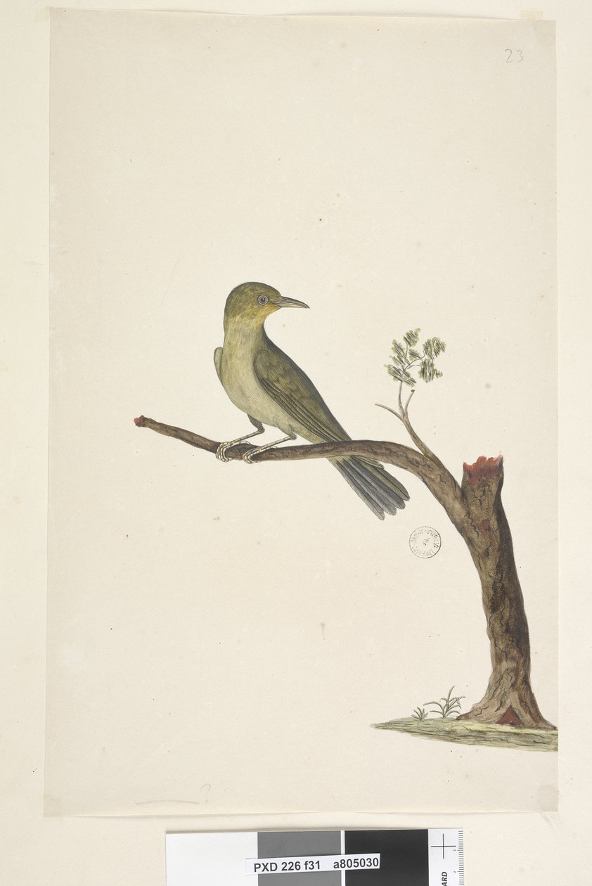 31. sayfa...? İnce, Faturalı Beyaz, Göz Zosterops tenuirostris, 1791-92 by Unknown artist