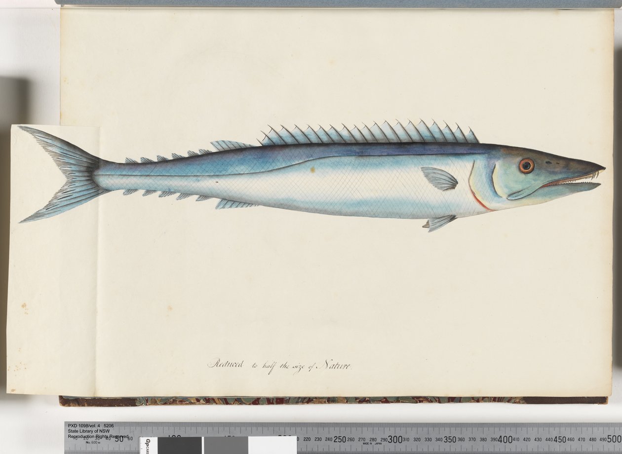 Sayfa 32. Barracouta by Unknown artist