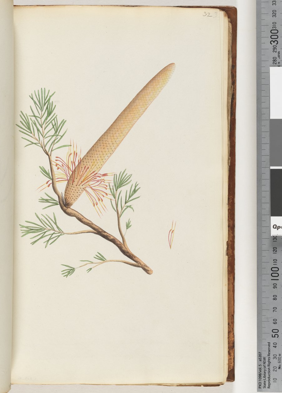 Sayfa 32. Bitki, Banksia ericifolia by Unknown artist