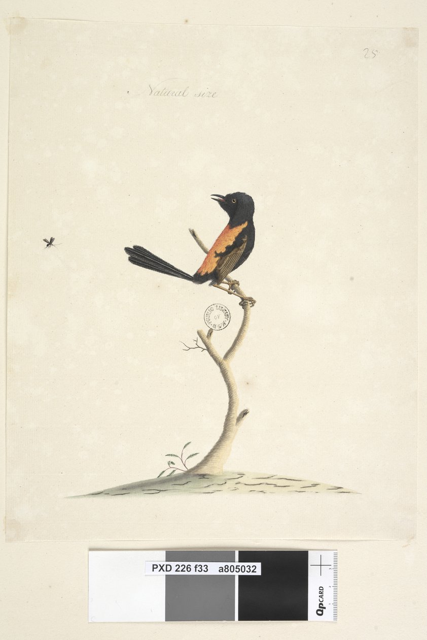 Sayfa 33. Doğal boyut Kırmızı, Sırtlı Çalıkuşu Malurus melanocephalu,erkek, 1791-92 by Unknown artist