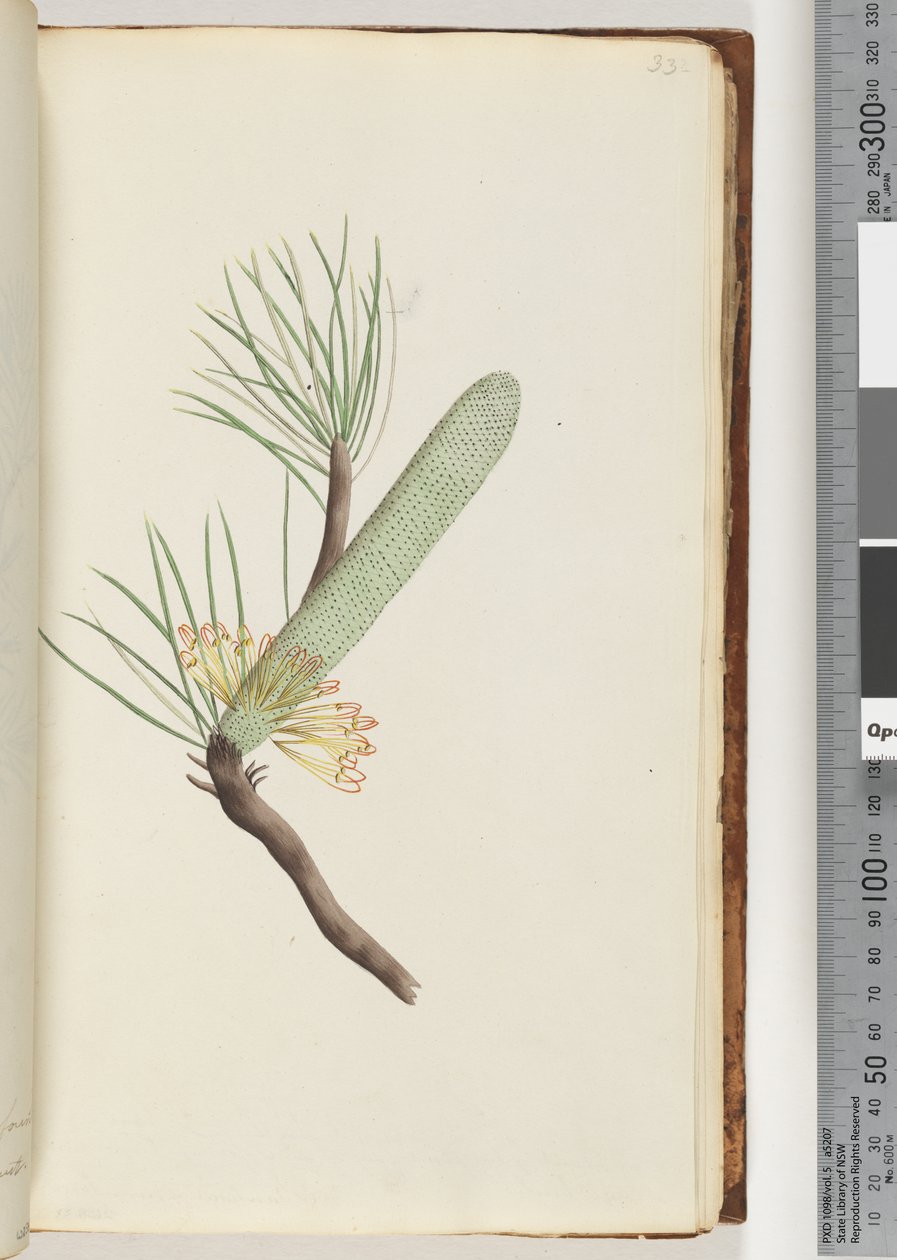 Sayfa 33. Bitki, Banksia spinulosa by Unknown artist