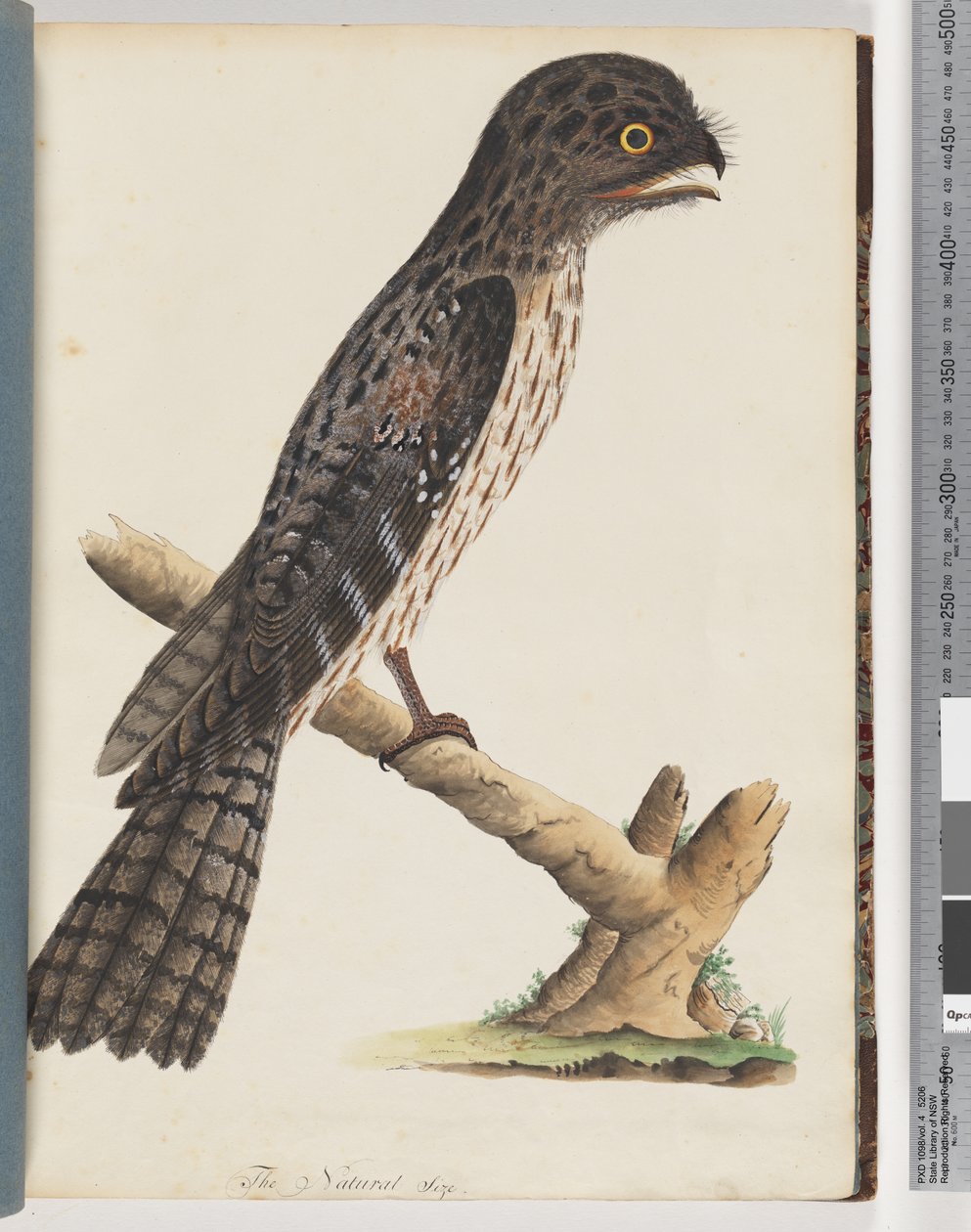 Sayfa 33. Tawny Frogmouth. zarif keçiboynuzu by Unknown artist