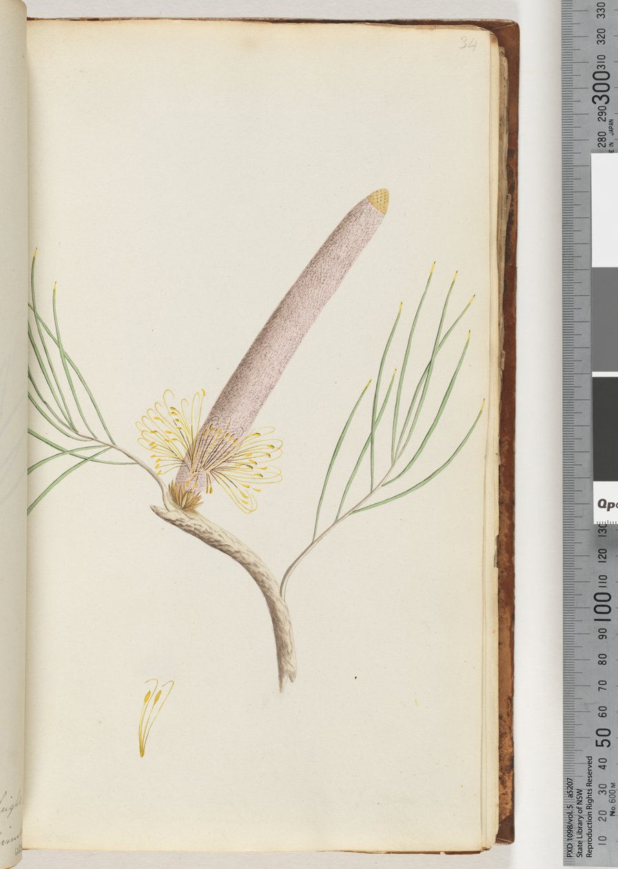 Sayfa 34. Bir Banksia by Unknown artist
