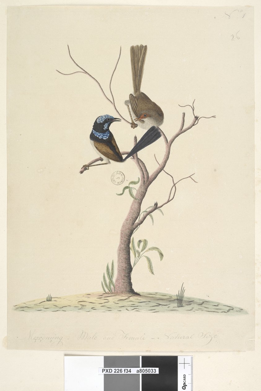 Sayfa 34. Mo,ro,dru,ing, erkek ve dişi, doğal boy Superb Blue Wren Malurus cyaneus, 1791-92 by Unknown artist