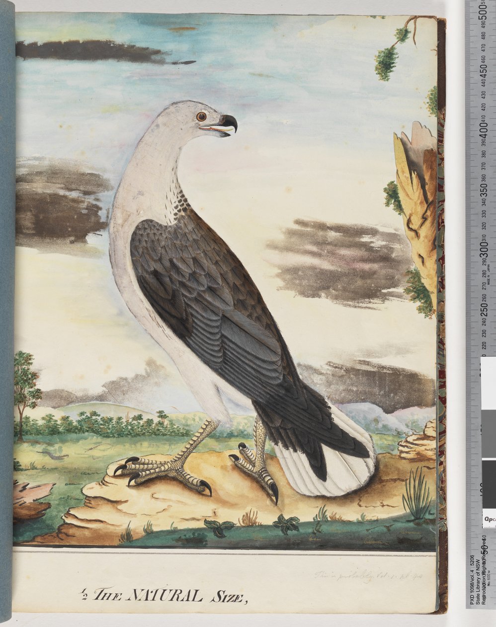 Sayfa 34. Aksiller Şahinle Müttefik Ak göğüslü Deniz Kartalı by Unknown artist