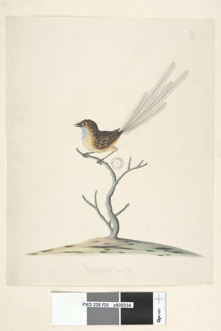 Sayfa 35. Doğal boy Emu, Wren, erkek Stipiturus malachurus, 1791-92 by Unknown artist
