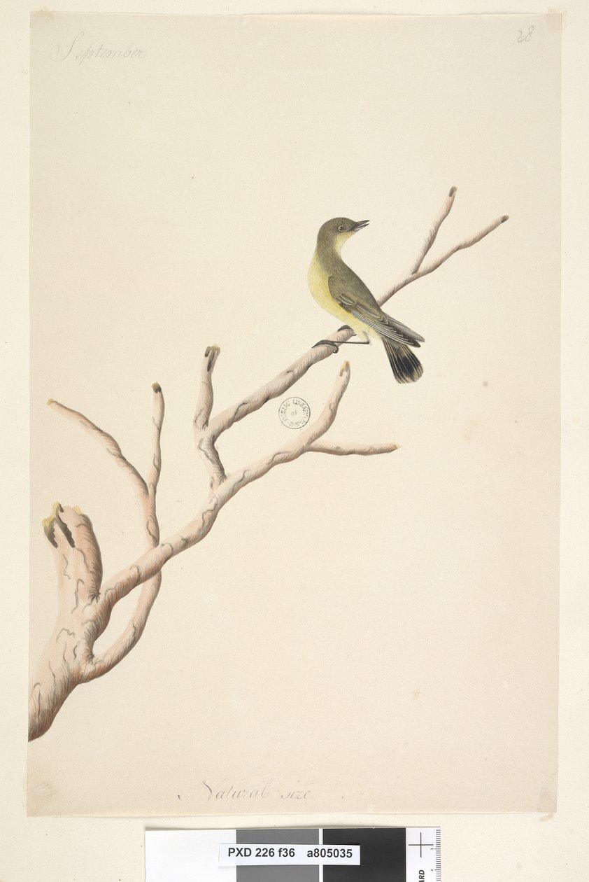 Sayfa 36. Eylül. Doğal boy Sarı Diken Gagalı Acanthiza nana, 1791-92 by Unknown artist