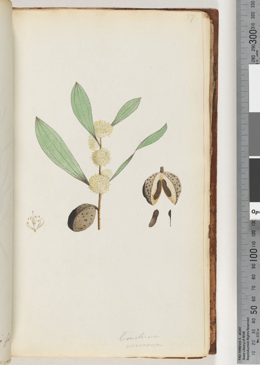 Sayfa 37. Conchium nervosum (suluboya) by Unknown artist