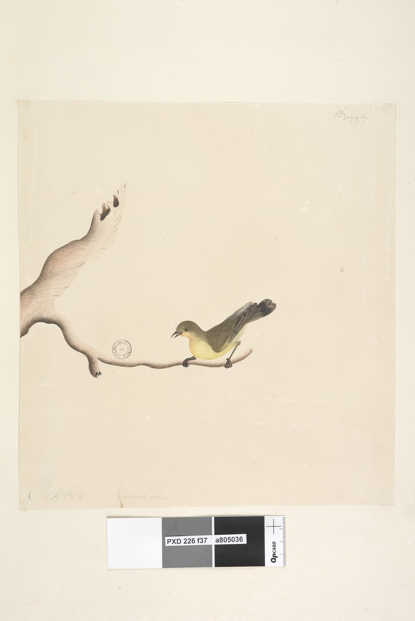 Sayfa 37. Ekim. Doğal boy Sarı Diken Gagalı Acanthiza nana, 1791-92 by Unknown artist