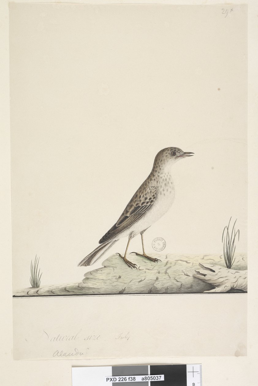 Sayfa 38. Alundu? yukarıdaki başlık farklı elde Doğal boyut,  Temmuz Pipit Anthus australis, 1791-92 by Unknown artist
