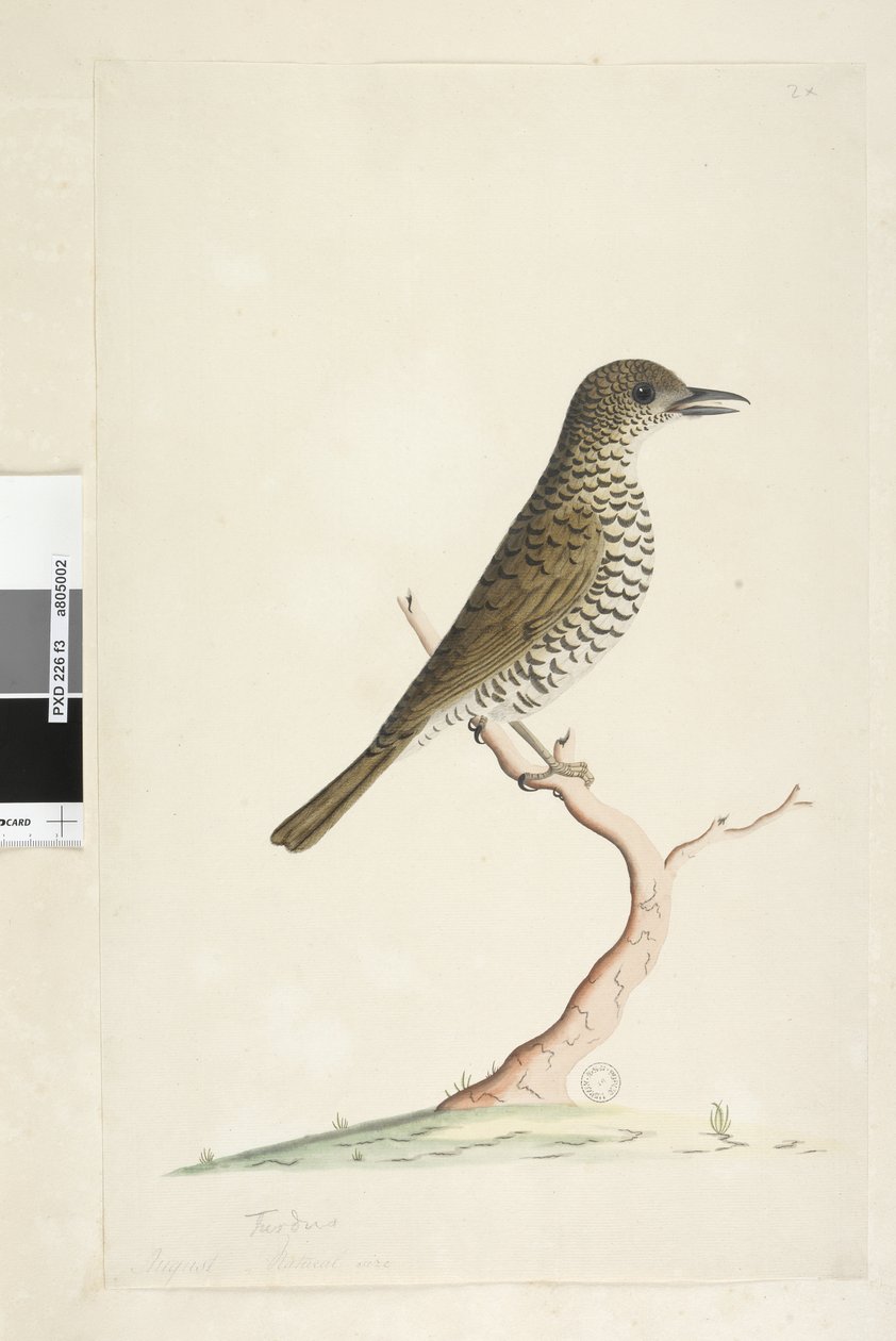 Sayfa 3. Turdus. farklı el Ağustos doğal boyutunda başlığın altında. Yer Pamukçuk Zoothera lunulata, 1791-92 by Unknown artist