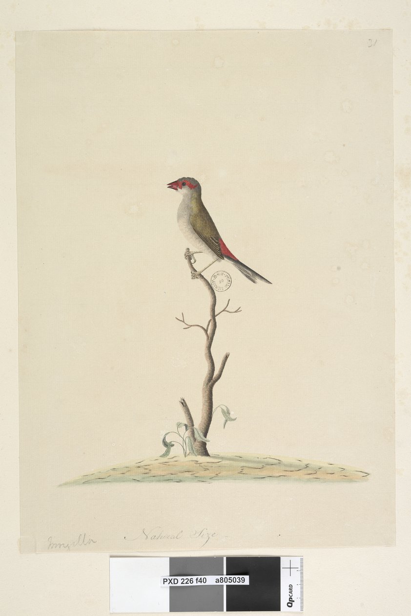 Sayfa 40. Müşteri Hizmetleri. Doğal boyut Kırmızı, Kaşlı Finch Neochmia brevis Aegintha brevis, 1791-92 by Unknown artist