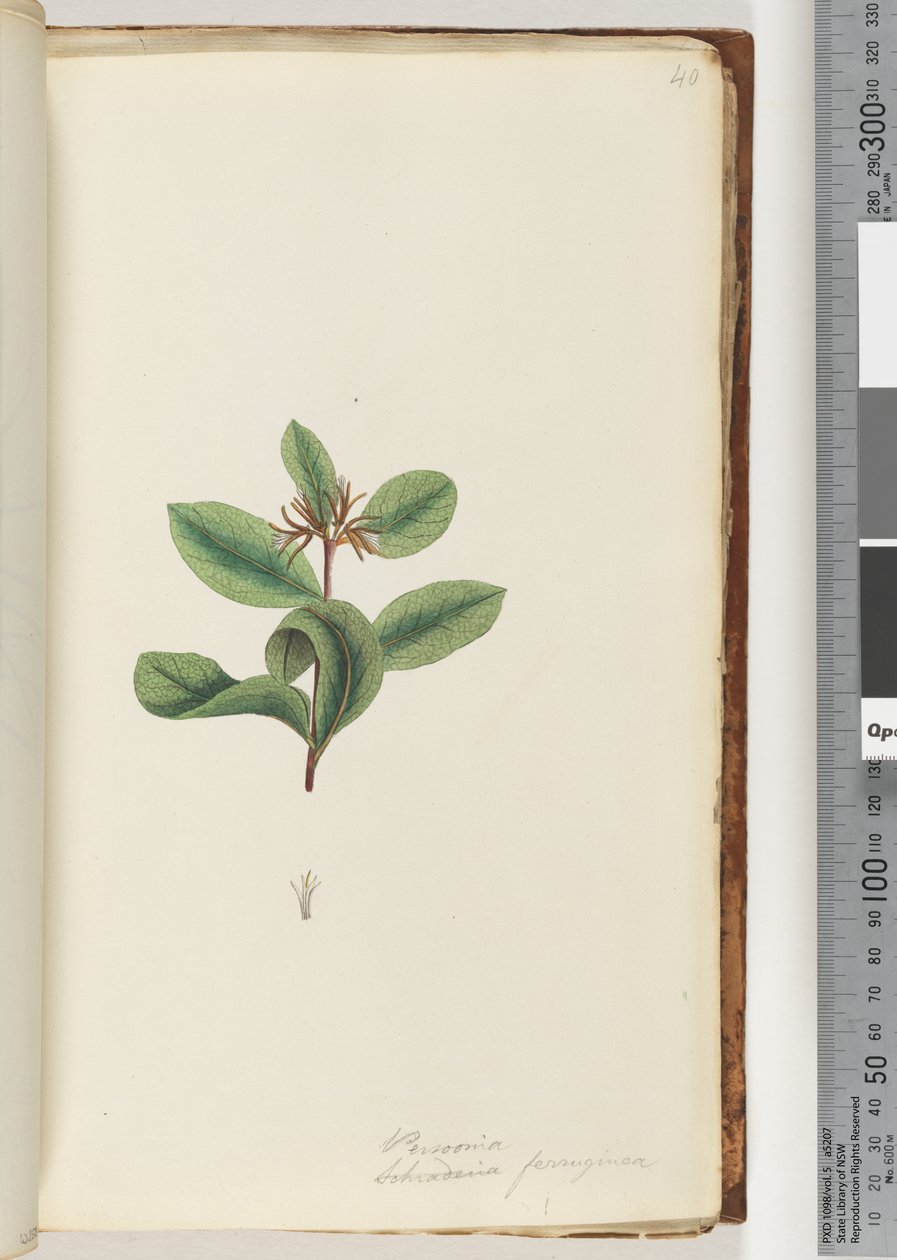 Sayfa 40. Personia / Schraderia ferruginea by Unknown artist