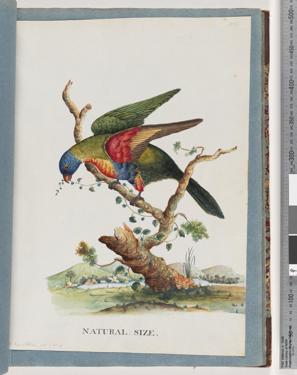 Sayfa 40. Gökkuşağı Lori. not Hematodus. Kırmızı göğüslü veya mavi karınlı papağan by Unknown artist