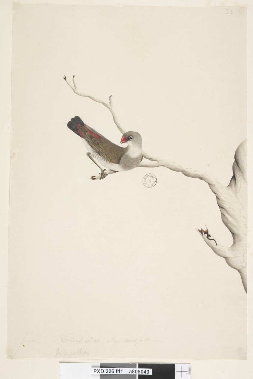 Sayfa 41. Saçak. farklı el Haziran ayında yukarıdaki başlık. Doğal boyut. İris şüpheli Diamond Firetail Stagonopleura guttata, olgunlaşmamış, 1791-92 by Unknown artist