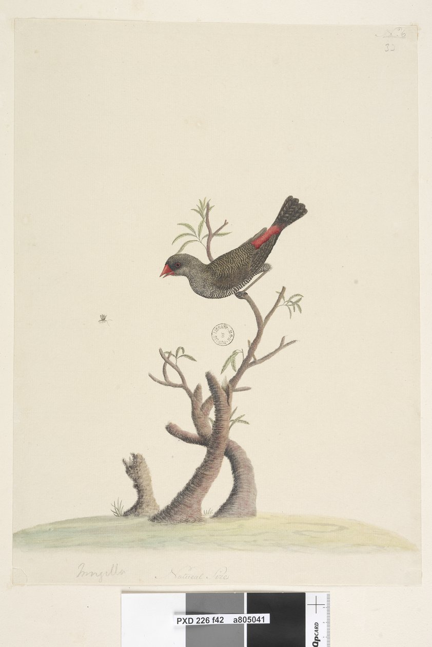 Sayfa 42. Saçak. alt ortada farklı elde Doğal boyutta Diamond Firetail Stagonopleura guttata, 1791-92 by Unknown artist