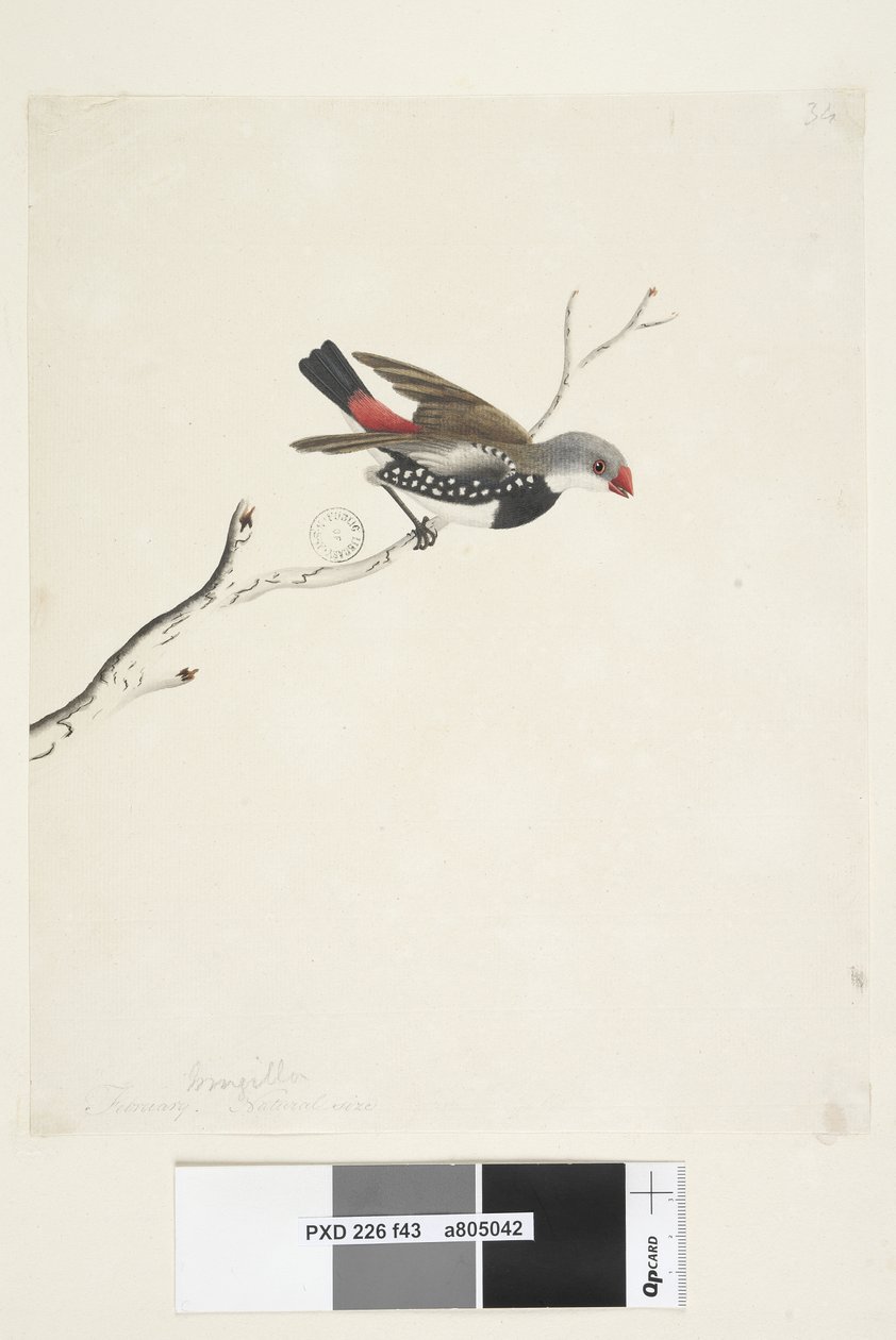 Sayfa 43. Saçak. farklı el Şubat ayında aşağıdaki başlık. Doğal boyut Diamond Firetail Stagonopleura guttata, 1791-92 by Unknown artist