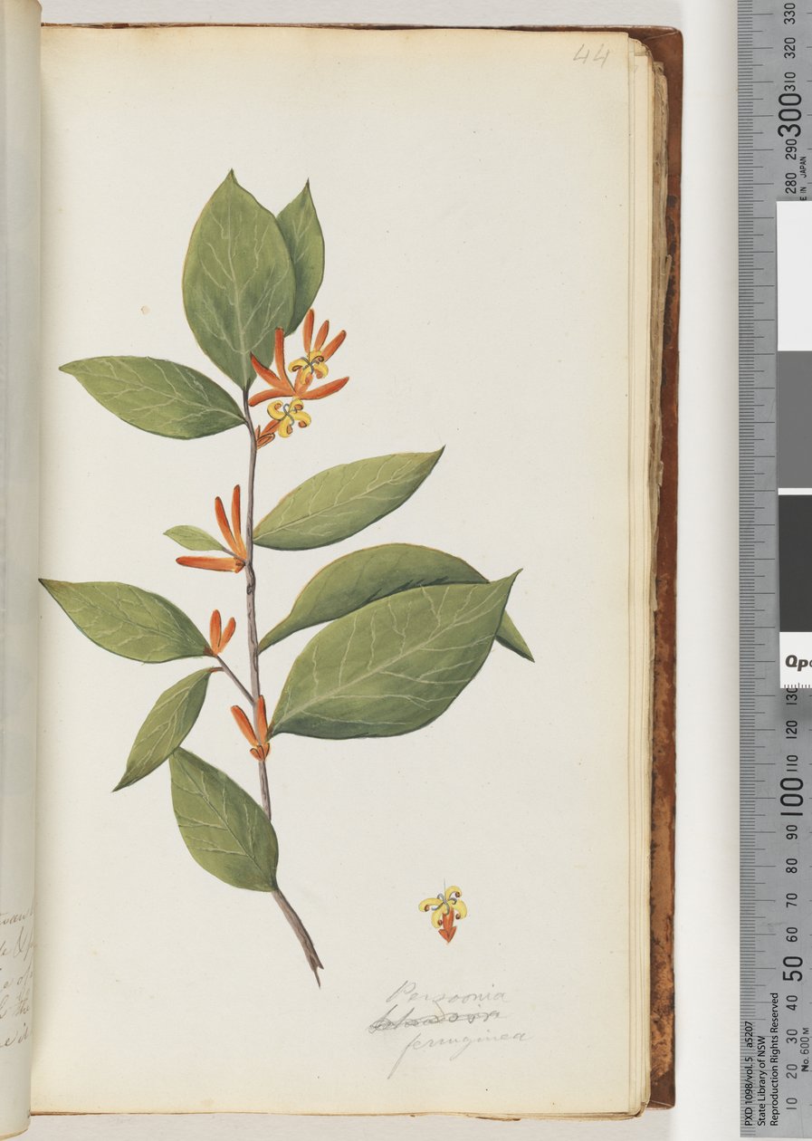 Sayfa 44 Personia / Schraderia ferruginea by Unknown artist