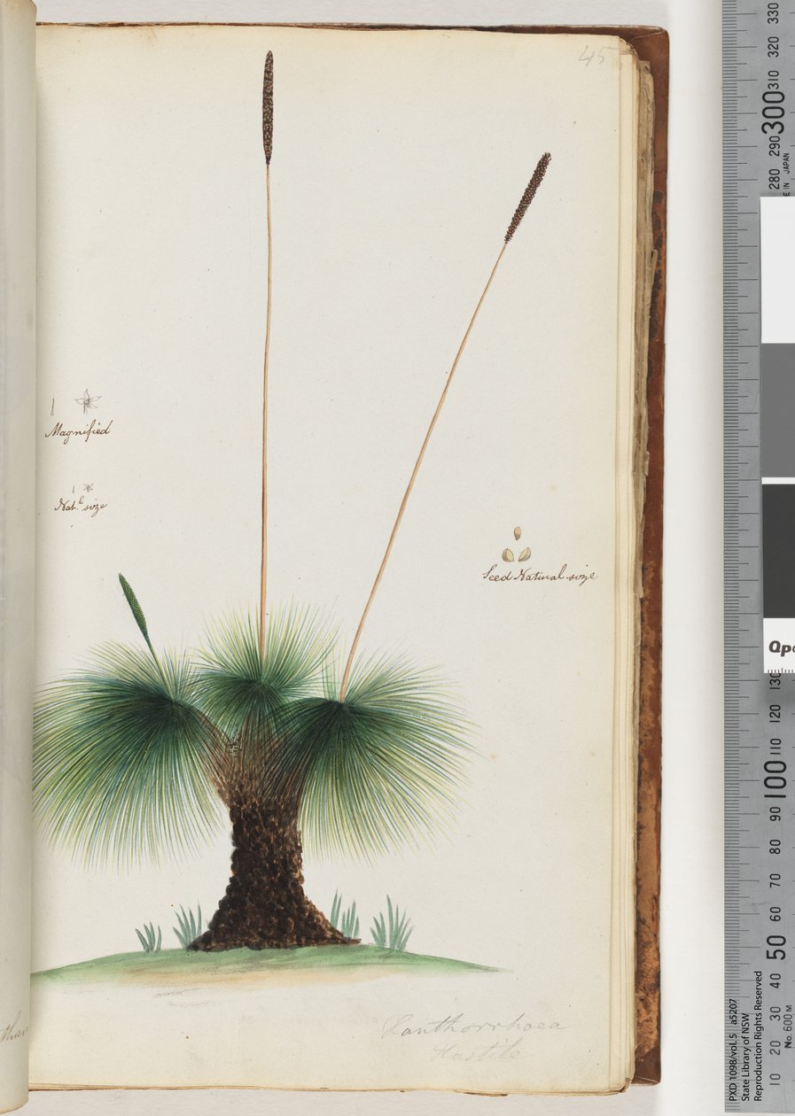 Sayfa 45. Xanthorrhoea Hastile Çim ağacı Büyütülmüş. Nat.l boyutu. Tohum Doğal boyut by Unknown artist