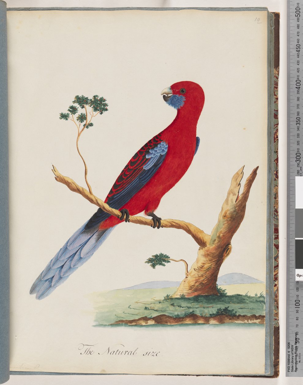 Sayfa 46. Kızıl Rosella. Penntian papağanı by Unknown artist