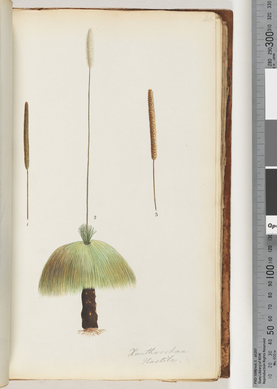 Sayfa 46. Xanthorrhoea Hastile Çim ağacı by Unknown artist