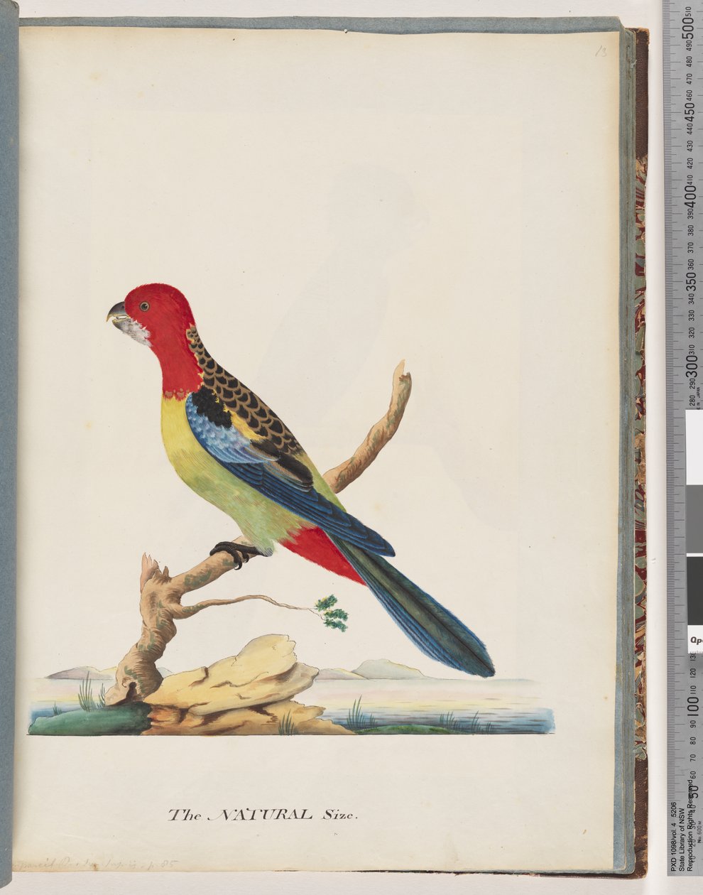 Sayfa 47. Doğu Rosella. aynı papağan değil by Unknown artist