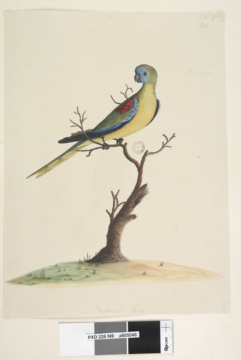 Sayfa 49. Savaş, koştu. alt merkezde farklı elde Doğal boyutta. Turkuaz Papağan Neophema pulchella, erkek, 1791-92 by Unknown artist