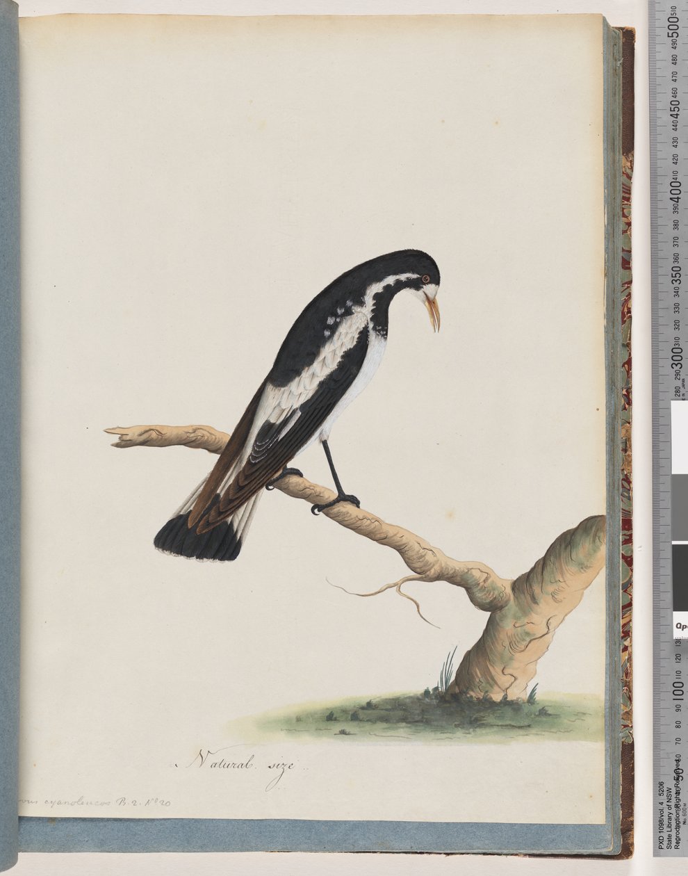 Sayfa 50. Saksağan kuşu. Corvus cyanoleucos by Unknown artist