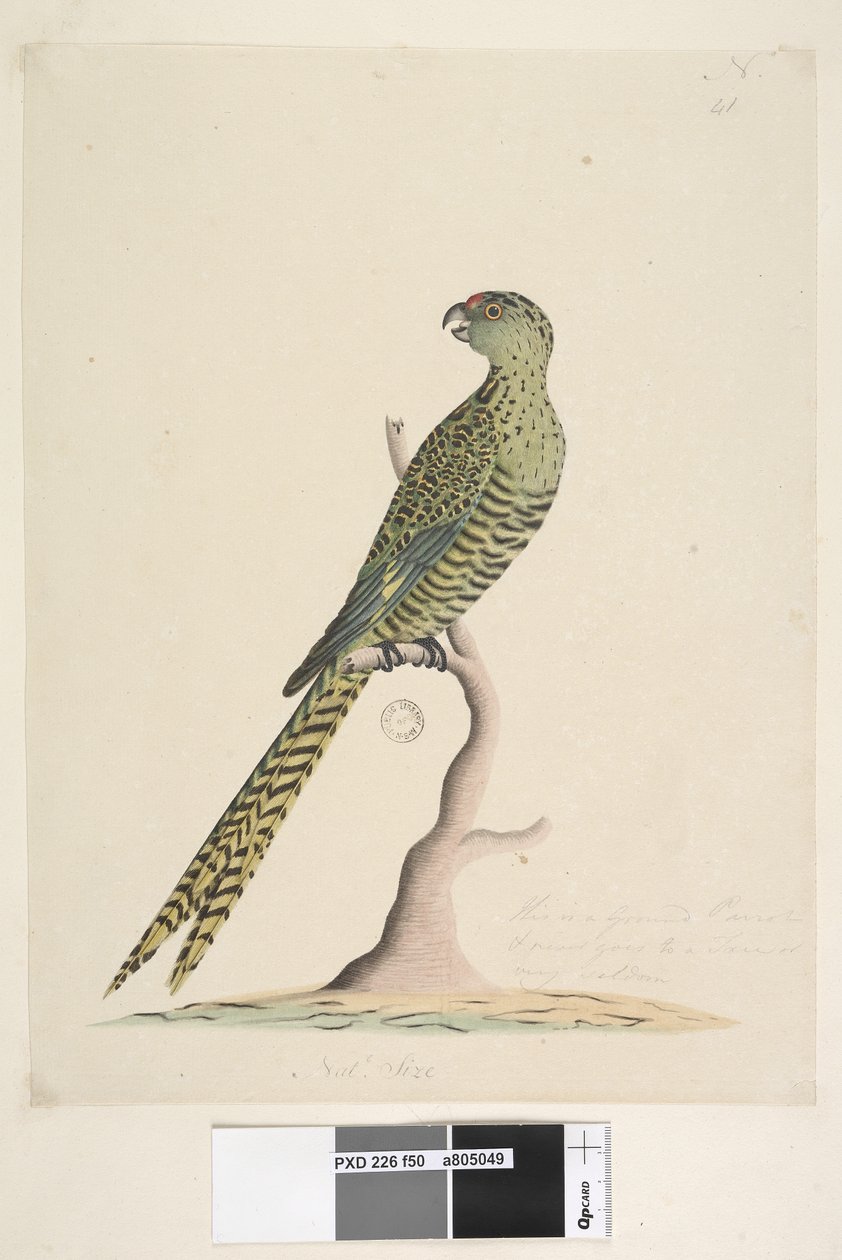 Sayfa 50. Bu bir kara papağanıdır ve asla bir ağaca gitmez veya çok nadiren. alt merkezde farklı el Natl. boyut. Yer Papağanı Pezoporus wallicus, 1791-92 by Unknown artist