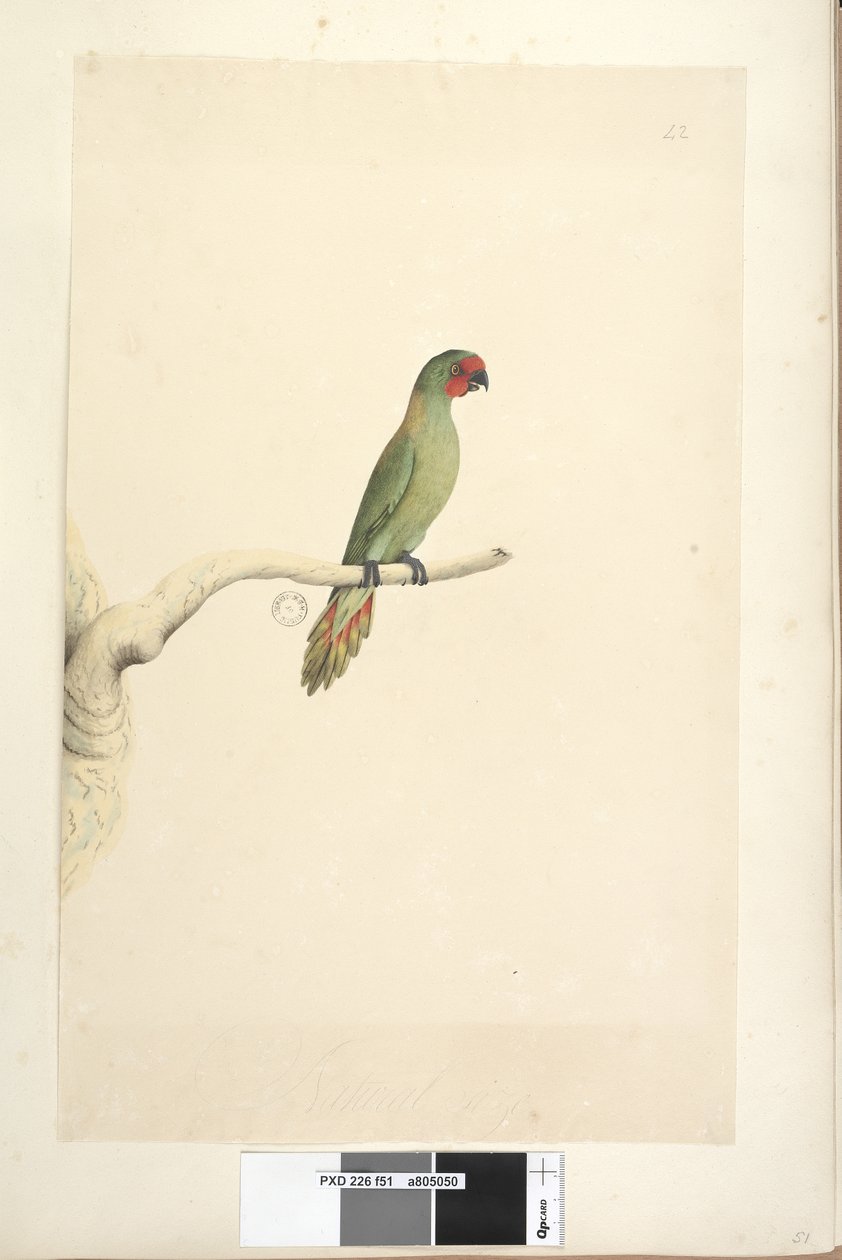 Sayfa 51. Doğal boyut Küçük Lorikeet Glossopsitta pusilla, 1791-92 by Unknown artist