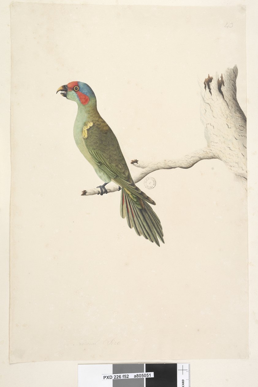 Sayfa 52. Doğal boyut Misk Lorikeet Glossopsitta concinna, 1791-92 by Unknown artist