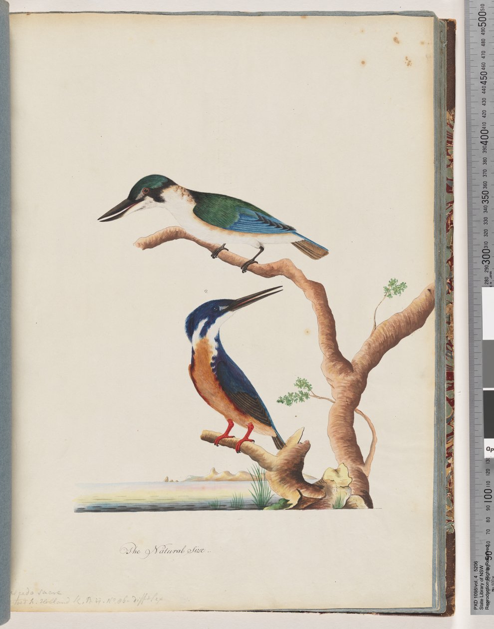 Sayfa 53. 1. Kutsal Kingfisher. Alcedo kutsal 2. Azure Kingfisher. 2, 3 parmaklı N. Hollanda Yalıçapkını by Unknown artist