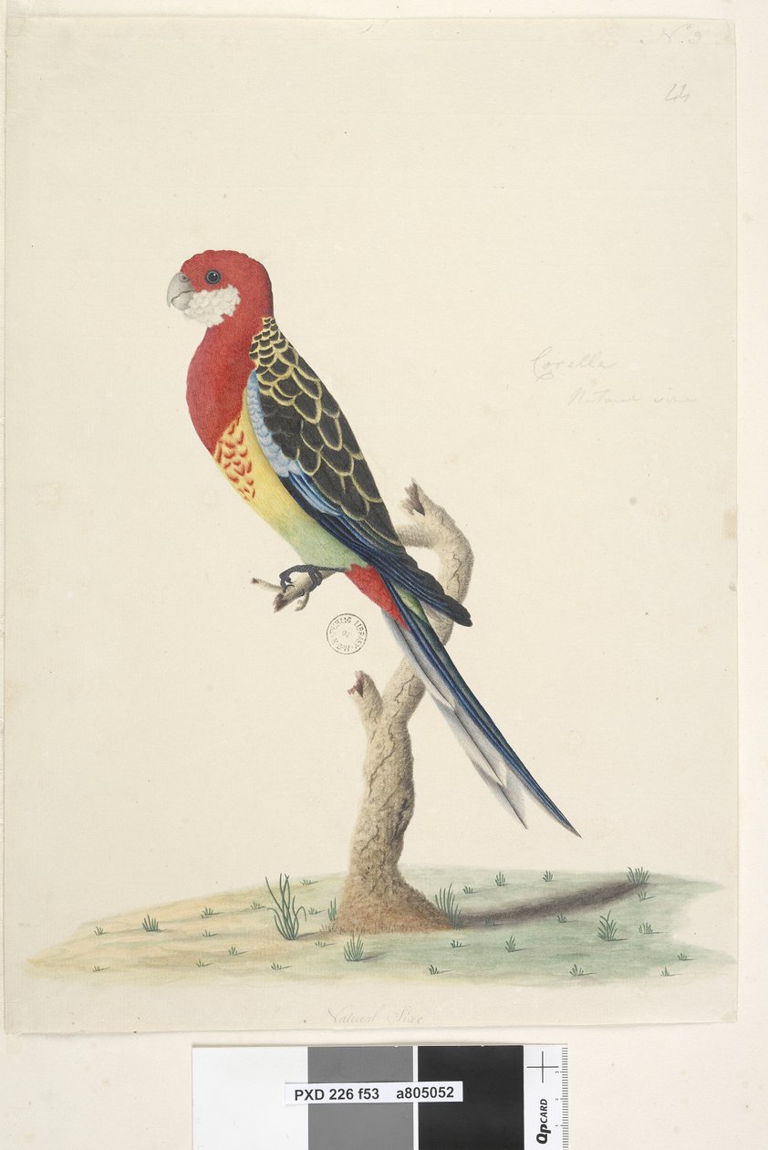 Sayfa 53. Corella. Doğal boyut Eastern Rosella Platycercus eximius, 1791-92 by Unknown artist