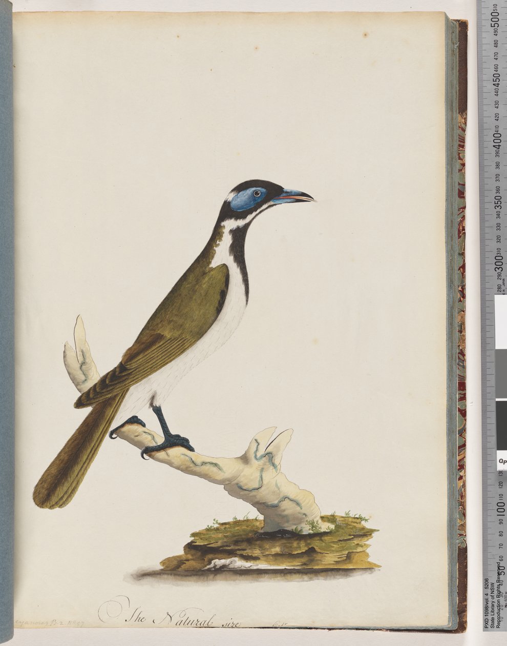 Sayfa 54. Mavi yüzlü Honeyeater. Merops siyanoris. mavi yanaklı ardıç by Unknown artist