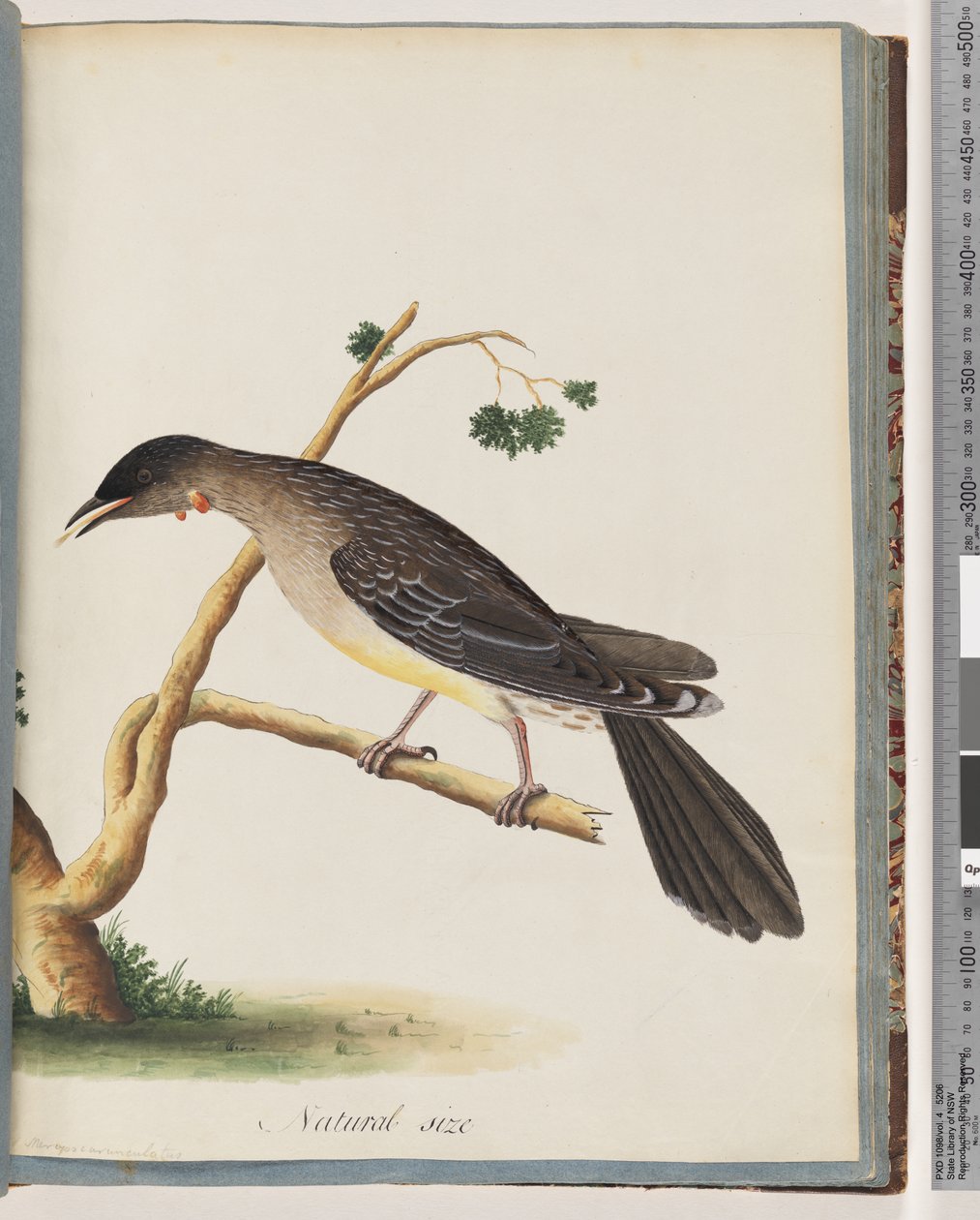 Sayfa 55. Kırmızı Wattlebird. Merops carunculatus by Unknown artist