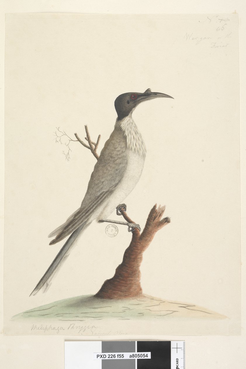 Sayfa 55. Wer,gan veya Friar. sol altta farklı bir elde Meliphaga Phrygia. alt merkezde üçüncü bir elde Doğal boyut Gürültülü Friarbird Philemon corniculatus, 1791-92 by Unknown artist