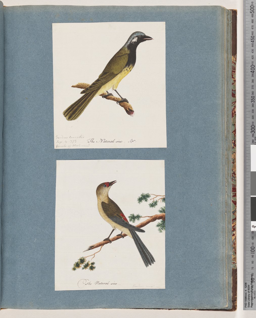 Sayfa 56. Tanımlanamayan kuş. Turdus leucotis. 57. Kızıl kaşlı Finch. Turdus yeni by Unknown artist