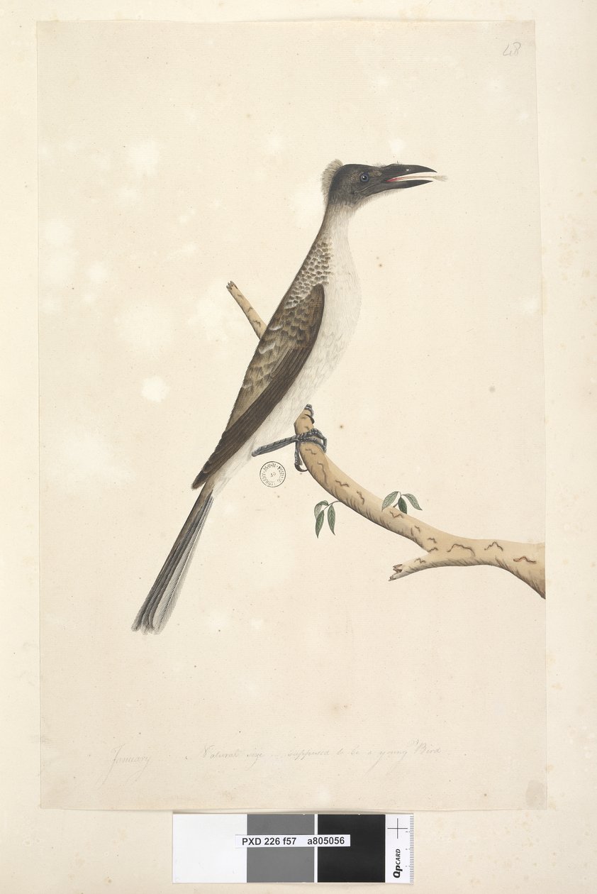 Sayfa 57. Ocak. Doğal boyut, genç bir kuş olması gerekiyordu Gürültülü Friarbird Philemon corniculatus, 1791-92 by Unknown artist