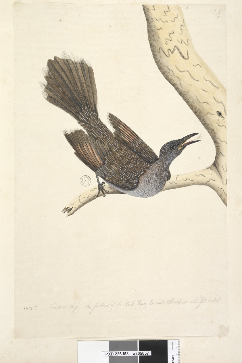 Sayfa 58. Ekim Doğal boyut, boyun, baş göğüs ve sırt tüylerinin tümü sivridir Brush Wattle, Bird Anthochaera chrysoptera, 1791-92 by Unknown artist