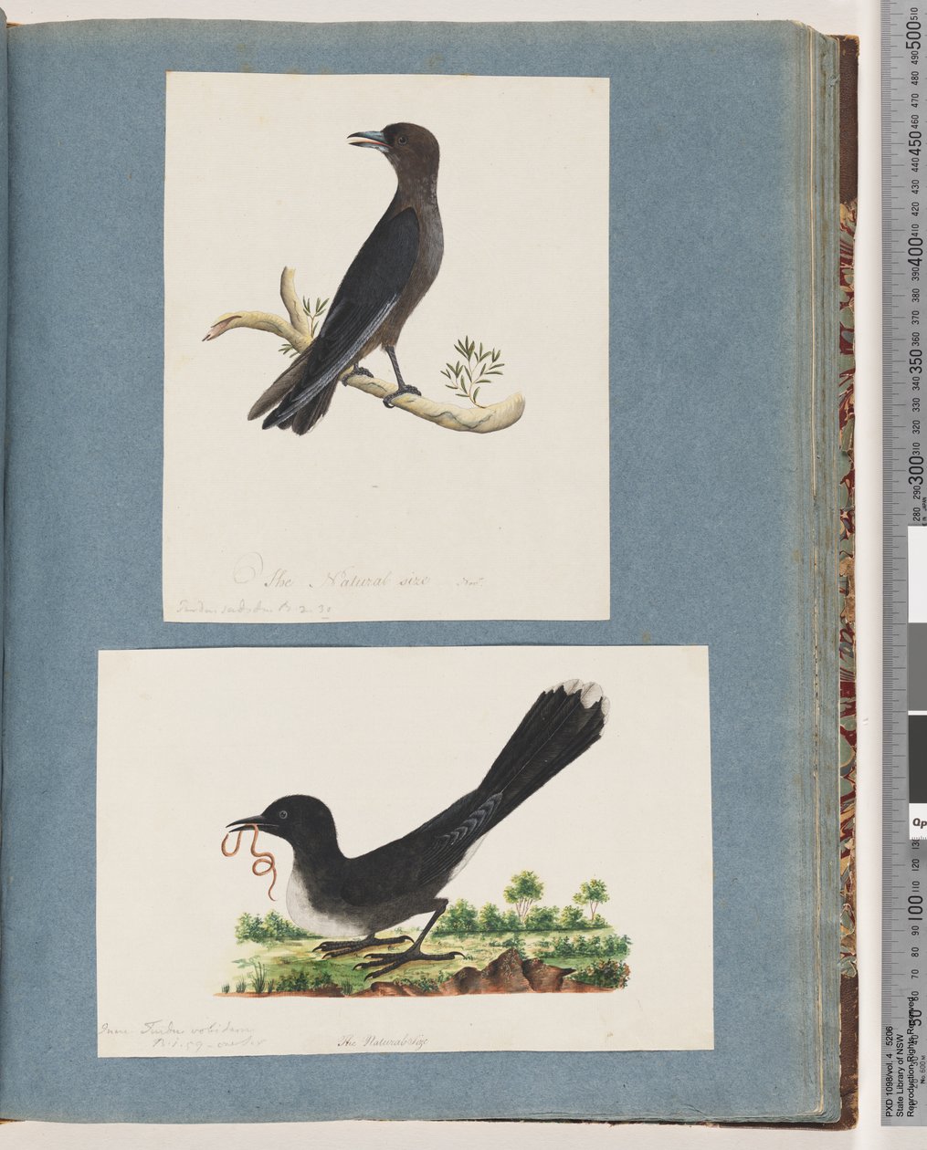Sayfa 58. Tanımlanamayan kuş. Turdus. 59. Tanımlanamayan kuş. Turdus by Unknown artist