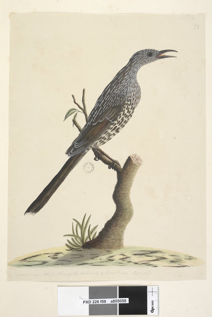 Sayfa 59. Doğal boyut, baş boyun ve göğüs tüyleri sivri uçludur Fırça Wattle, Bird Anthochaera chrysoptera, 1791-92 by Unknown artist