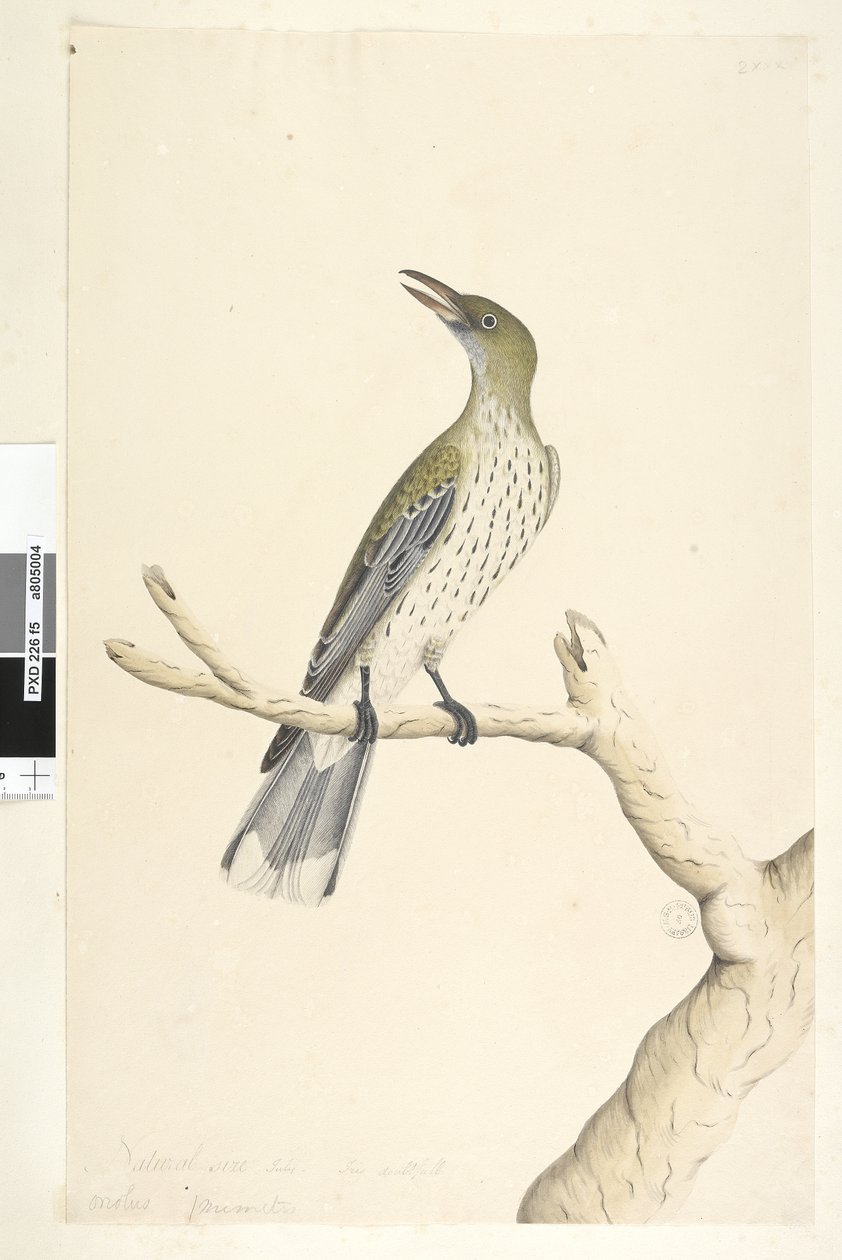Sayfa 5. Oriolus mimetis. yukarıdaki başlık farklı el Doğal boyutta. Temmuz, iris şüpheli Zeytin, Destekli Oriole Oriolus sagittatus, 1791-92 by Unknown artist