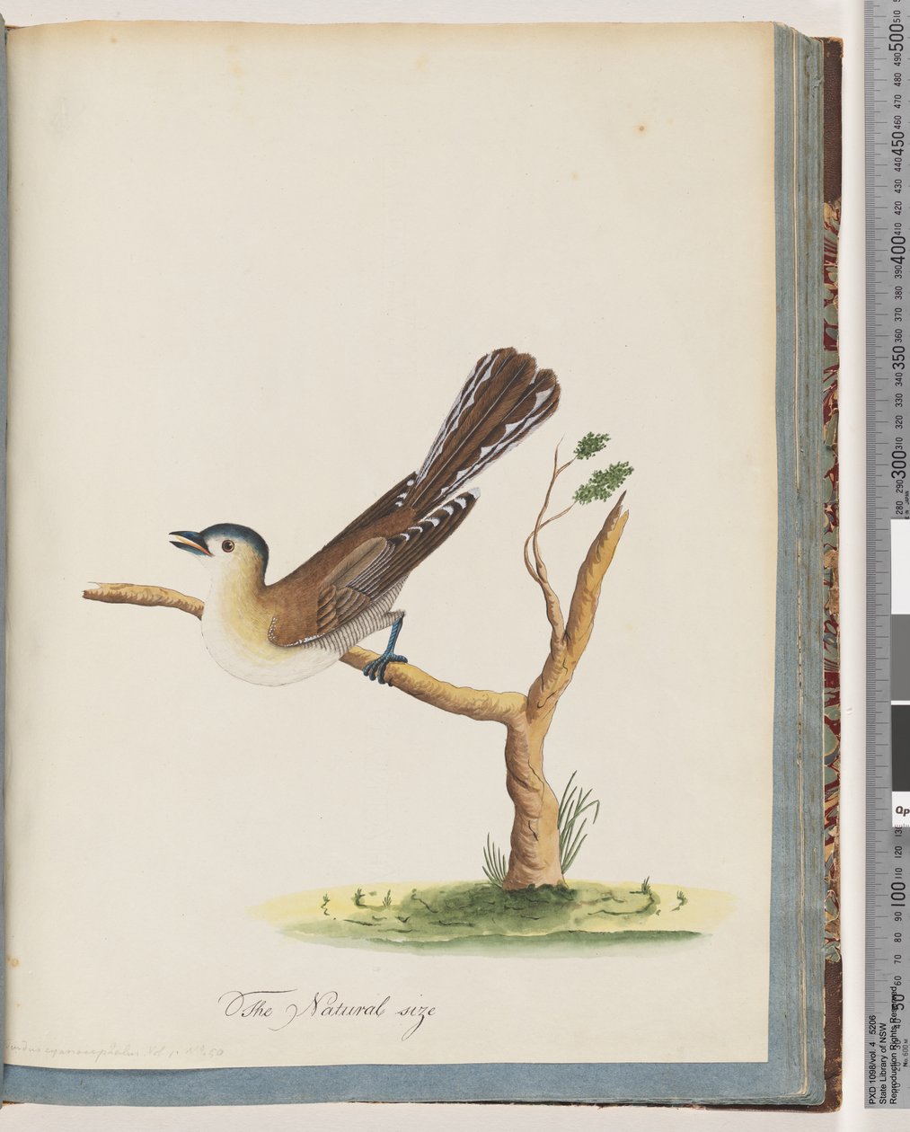 Sayfa 60. Tanımlanamayan kuş. Turdus siyanosefali. Mavi Başlı Pamukçuk by Unknown artist