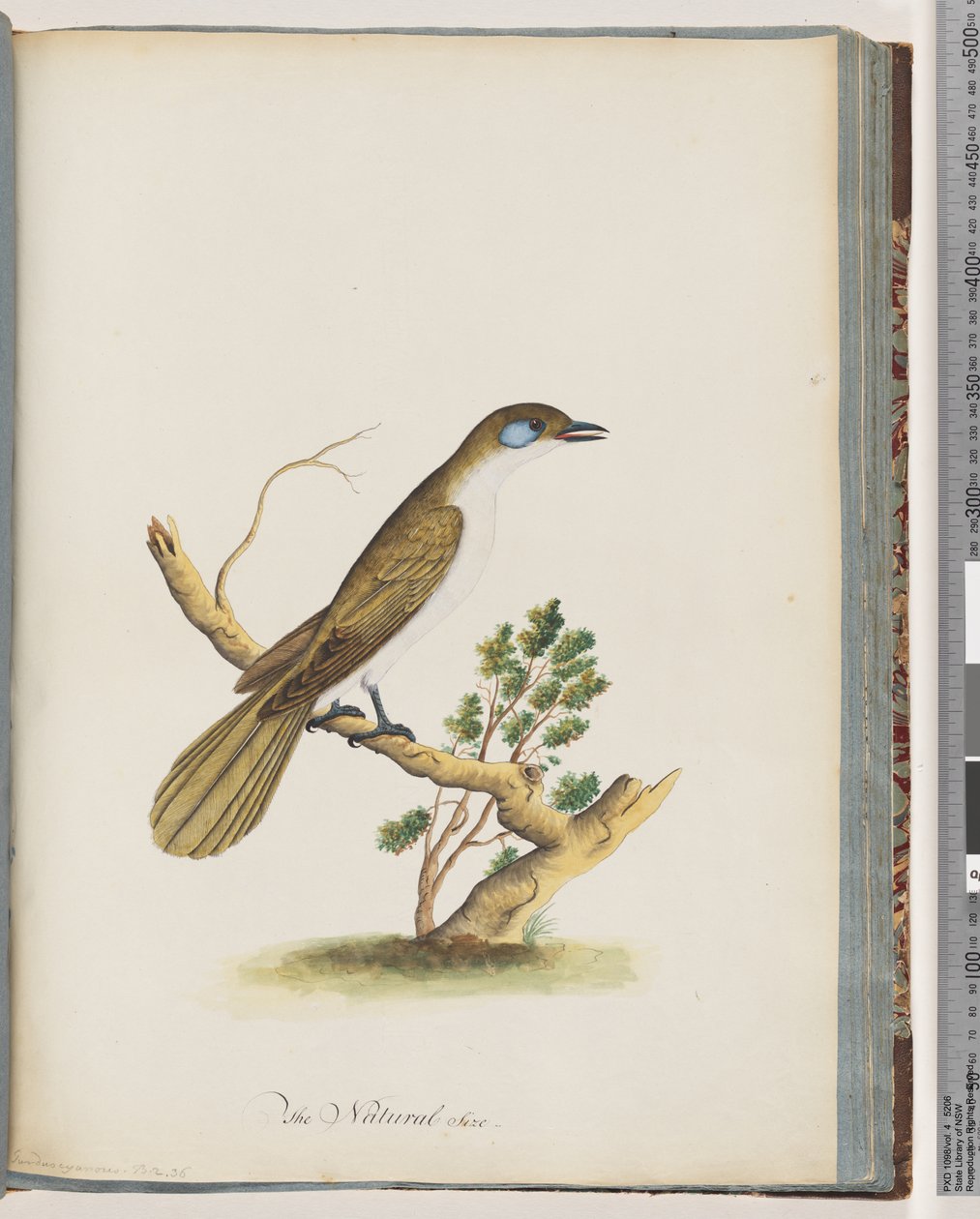 Sayfa 61. Mavi Suratlı Bal Yiyen. Turdus cyanoris. mavi yanaklı ardıç by Unknown artist