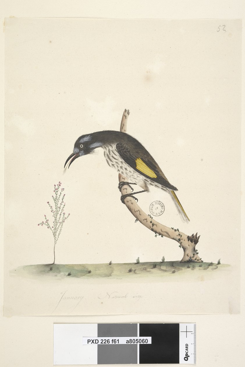 Sayfa 61 Doğal boy Sarı Kanatlı Honeyeater New Holland, 1791-92 by Unknown artist