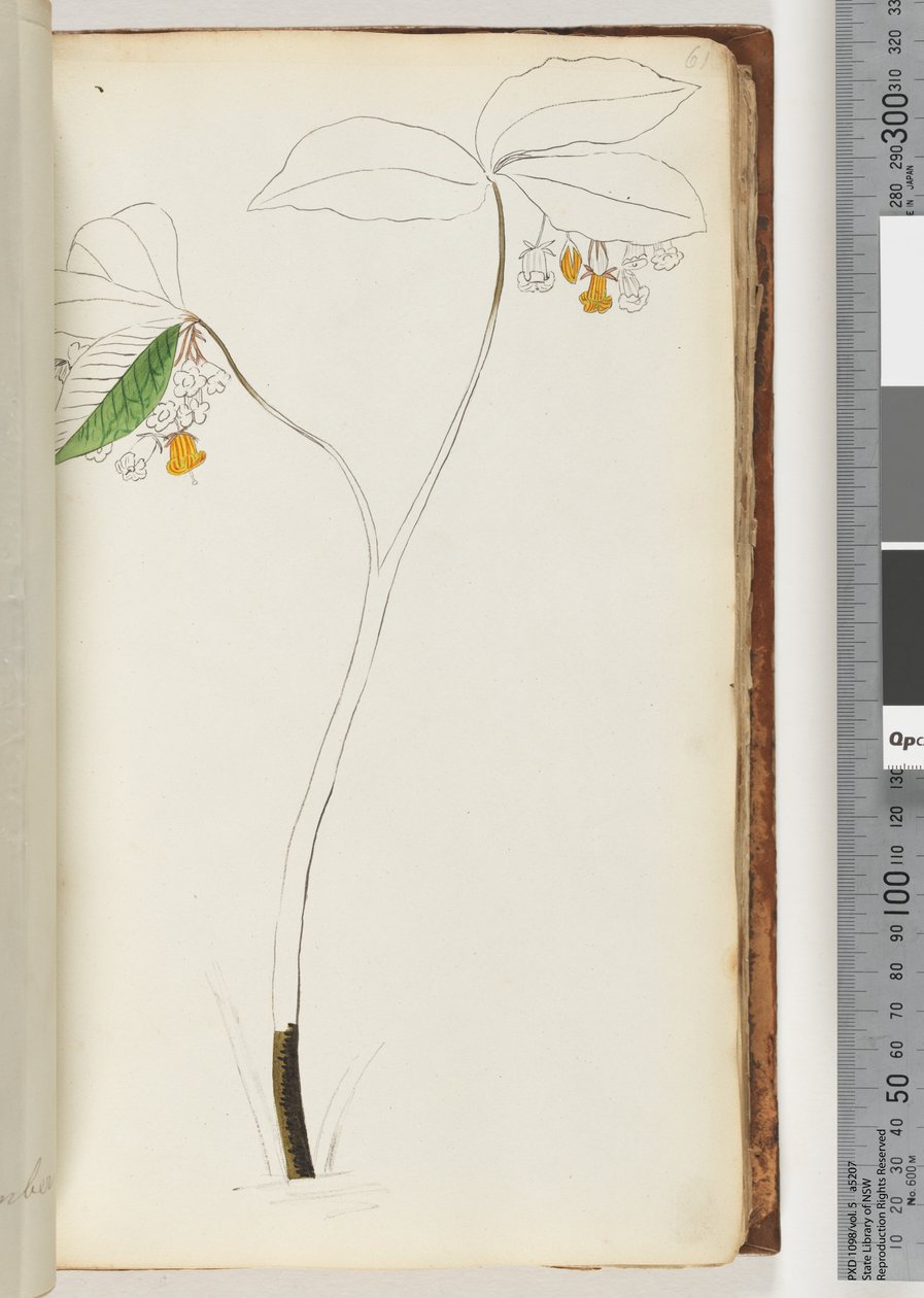 Sayfa 61. Yazı yok, tamamlanmamış çizim by Unknown artist