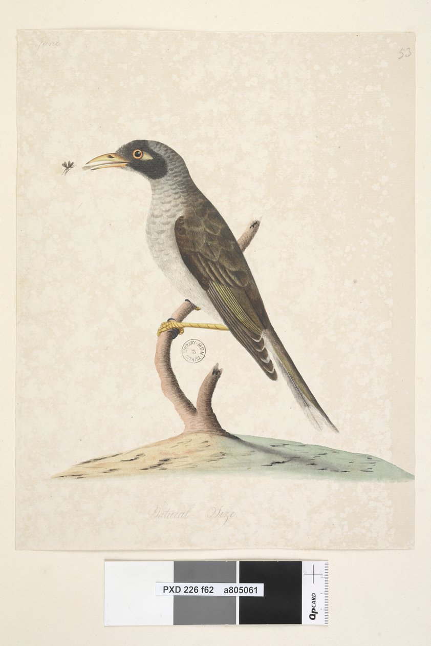 Sayfa 62. Haziran. Doğal boyut Gürültülü Madenci Myzantha melanocephala, 1791-92 by Unknown artist