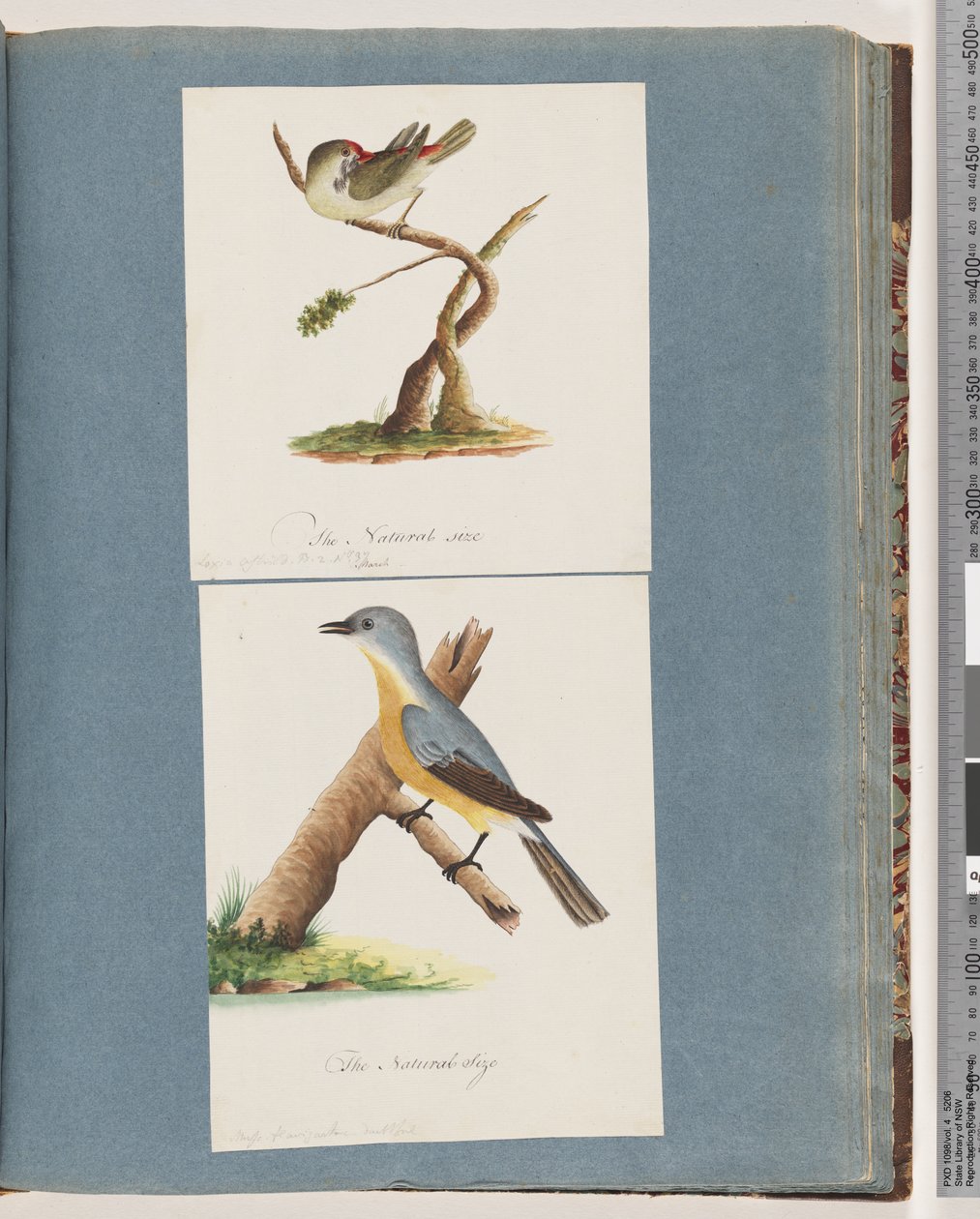 Sayfa 62. Kızıl kaşlı Finch. Loxia astrid. 63. Tanımlanamayan kuş. Muscicapa flavigastra by Unknown artist